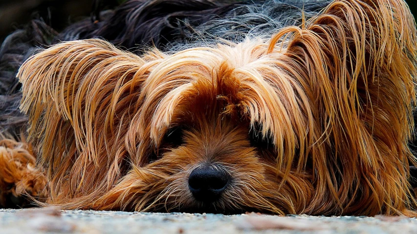 a close up of a dog laying on the ground, by Matt Stewart, pixabay, photorealism, yorkshire terrier, wallpaper mobile, bedhead, wallpaper - 1 0 2 4