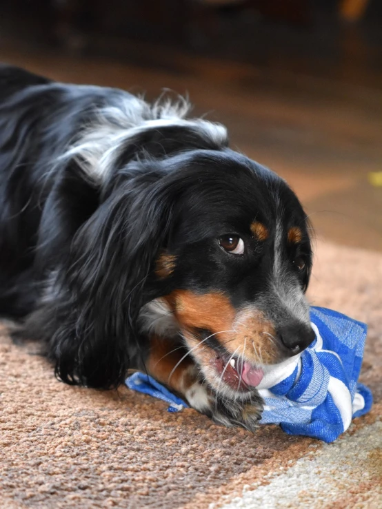 a dog chewing on a toy on the floor, by Terese Nielsen, wearing a baggy, sapphire, rags, dachshund