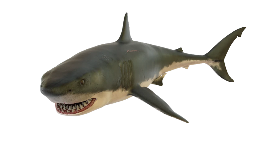 a close up of a shark on a black background, a low poly render, by Bob Ringwood, hurufiyya, complete detailed body, from jaws (1975), fbx, nicely detailed