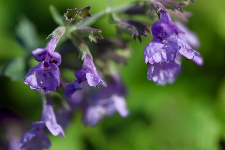 a close up of a plant with purple flowers, by Rainer Maria Latzke, shutterstock, very wet, sage, bells, high detailed photo