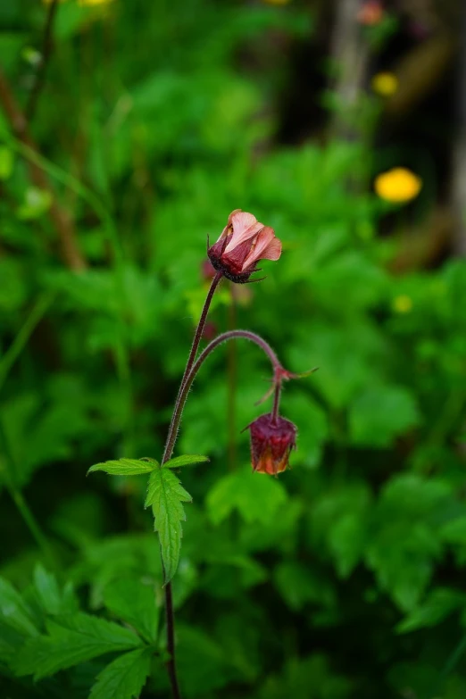 a close up of a pink flower on a stem, hurufiyya, dead but beautiful. poppies, carnivorous plant, background full of brown flowers, flowers and foliage