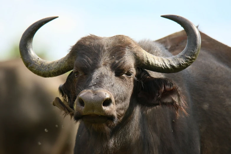 a close up of a cow with large horns, a picture, by Jan Tengnagel, hurufiyya, buffalo, fierce expression 4k, various posed, mulato