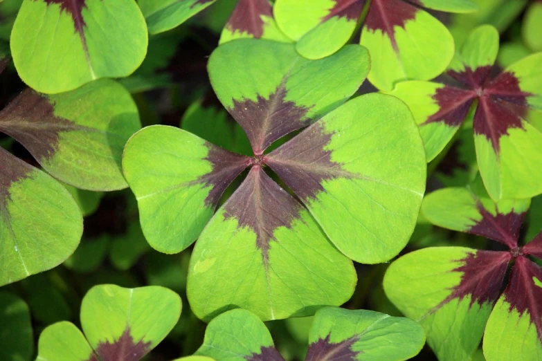 a close up of a group of four leaf clovers, by Rainer Maria Latzke, synchromism, bright green dark orange, symmetric beauty, purple foliage, hexagonal shaped