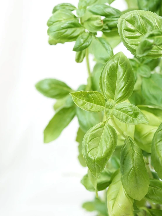 a close up of a plant with green leaves, inspired by Herb Aach, renaissance, fresh basil, white background, product introduction photo, istockphoto