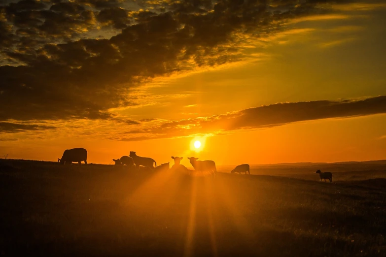 a herd of cattle standing on top of a grass covered field, a picture, by Linda Sutton, pexels, romanticism, with two suns in the sky, yeg, award winning landscape photo, cerpuscular rays