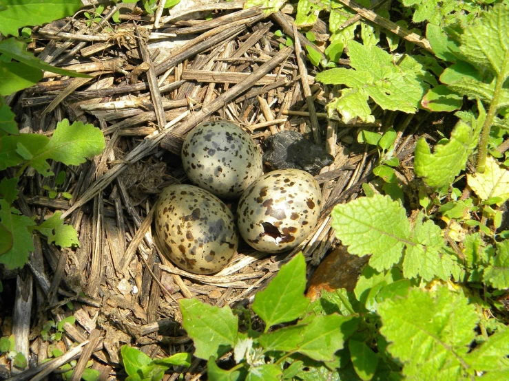 three eggs in a nest on the ground, by Maksimilijan Vanka, flickr, land art, audubon, with vegetation, 3/4 view from below, shade