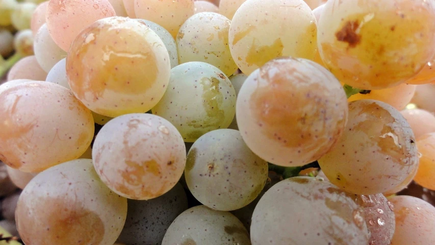 a close up of a bunch of grapes, by Karl Völker, flickr, figuration libre, gradient brown to white, squashed berry stains, the orbs of byob, pur champagne damery