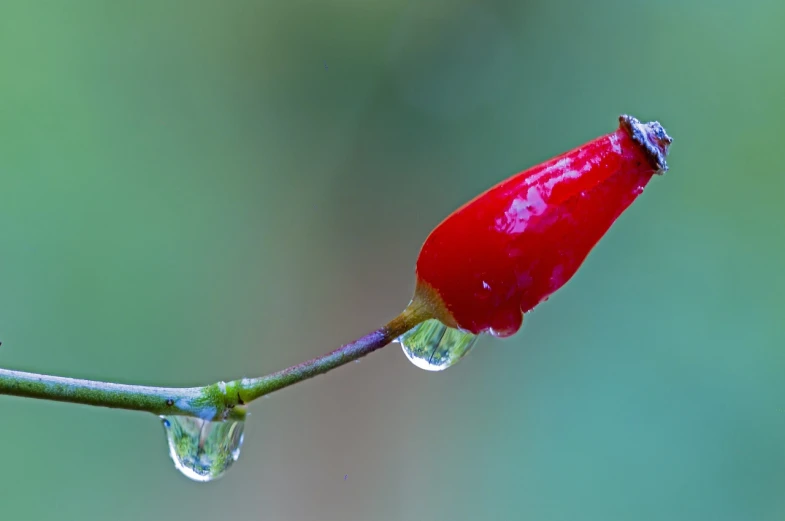 a red flower with water droplets on it, by Jan Rustem, pods, vicious snapping alligator plant, high res photo, header