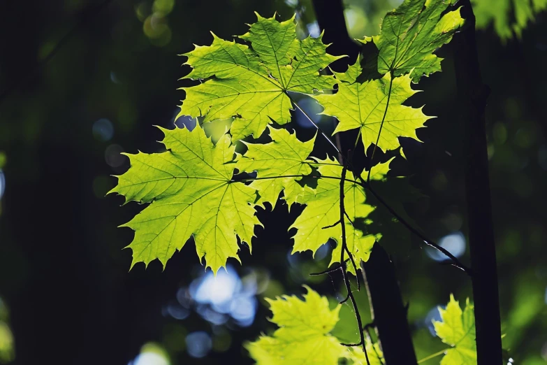 a close up of a leaf on a tree, by Jacob Kainen, pixabay, hurufiyya, canadian maple leaves, glowing green, swaying trees, great light and shadows”