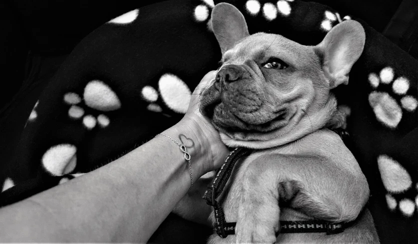 a black and white photo of a person holding a dog, by Amelia Peláez, trending on pexels, photorealism, french bulldog, tatoo, edited in photoshop, little smile