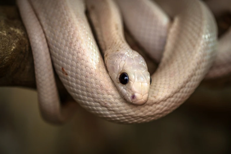 a close up of a snake on a branch, a portrait, by Adam Marczyński, flickr, extremely pale, closeup of arms, a bald, white detailed eyes