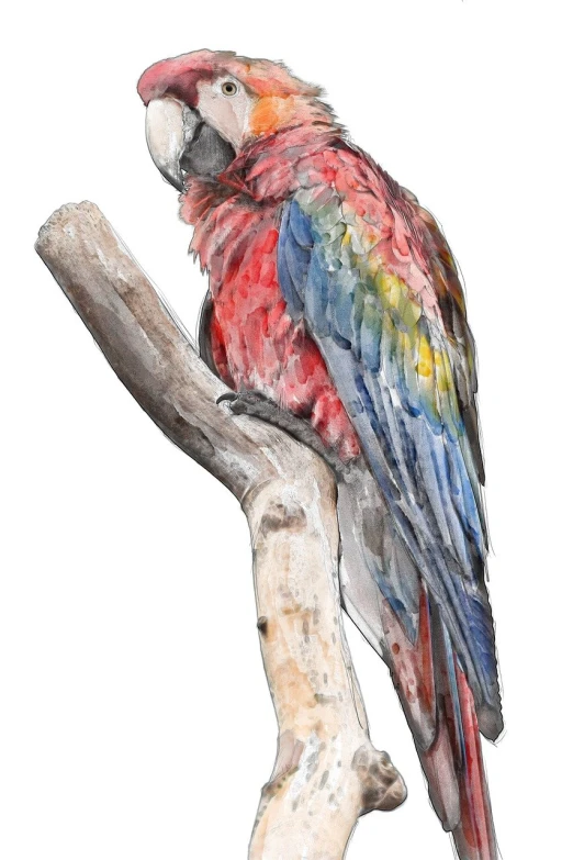 a watercolor painting of a parrot sitting on a branch, inspired by Grytė Pintukaitė, shutterstock, fine art, side profile view, full color illustration, wooden, multicolor