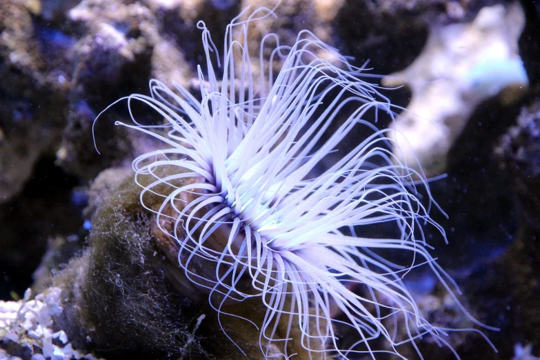 a close up of a white sea anemone, flickr, rasquache, long flowing fins, thistle, hair, ocean floor