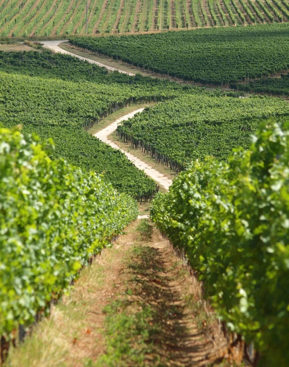 a dirt road running through a lush green field, a tilt shift photo, by Werner Gutzeit, shutterstock, orc on vines, pur champagne damery, infinitely long corridors, award - winning crisp details ”