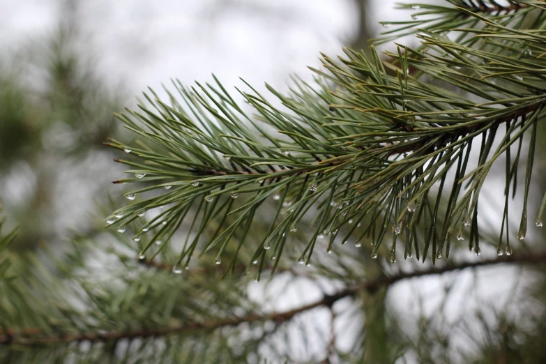 a pine tree branch with water droplets on it, a photo, very accurate photo, close up photo, very detailed photo, wintertime