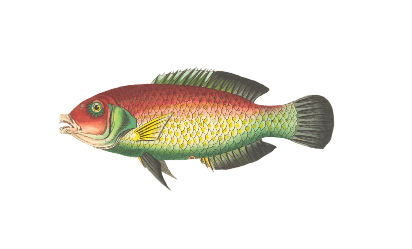 a close up of a fish on a black background, an illustration of, by Robert Brackman, hurufiyya, restored color, parrot, above side view, reddish