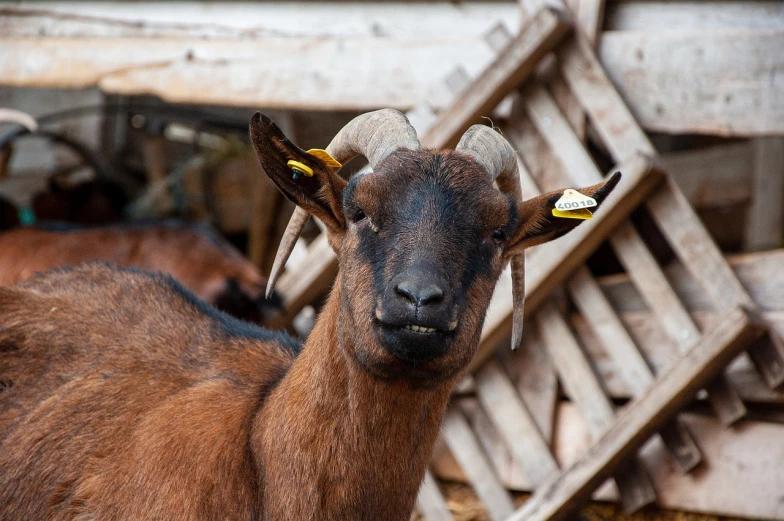 a goat standing next to a pile of wood, a portrait, close - up photo, two little horn on the head, very sharp photo