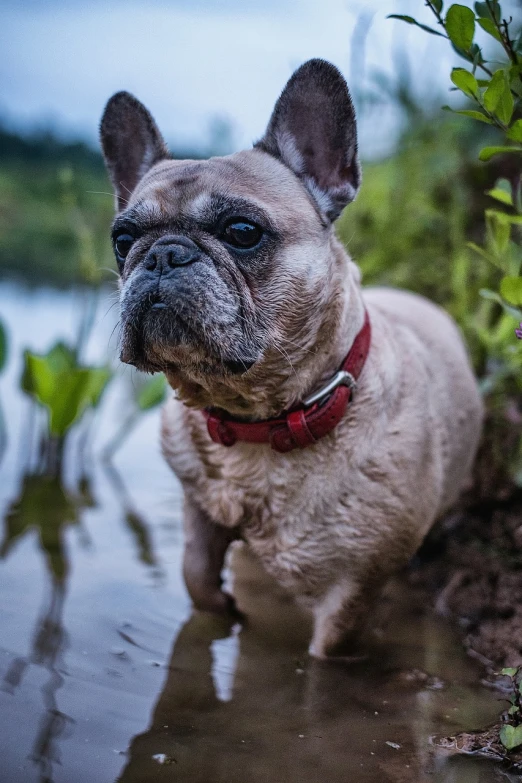 a dog that is standing in some water, a portrait, by Emma Andijewska, unsplash, french bulldog, muddy embankment, in a pond, petzval lens. featured on flickr