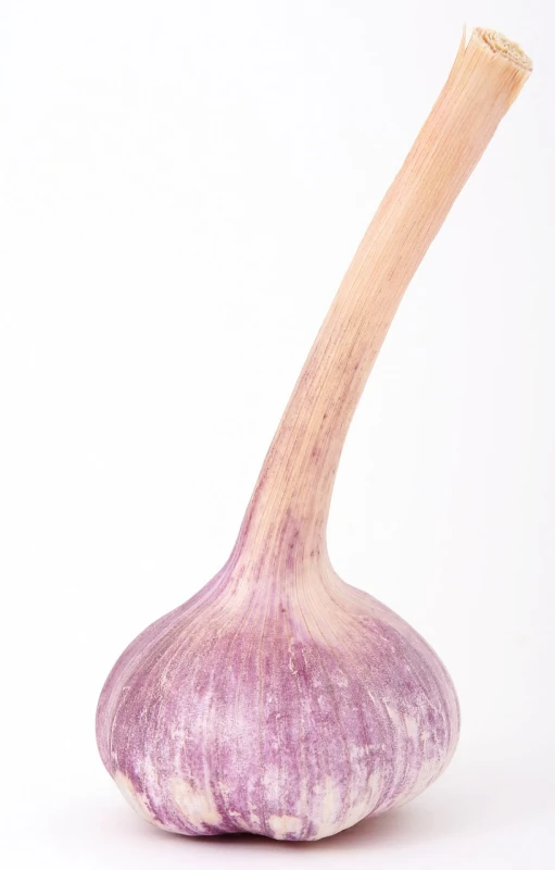a close up of a garlic bulb on a white background, magic realism, very long neck, second colours - purple, pot, full body image