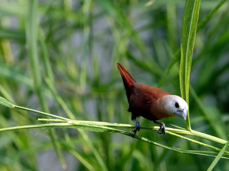 a brown and white bird sitting on top of a green plant, by Basuki Abdullah, flickr, hurufiyya, walking towards camera, cane, red bird, a bald
