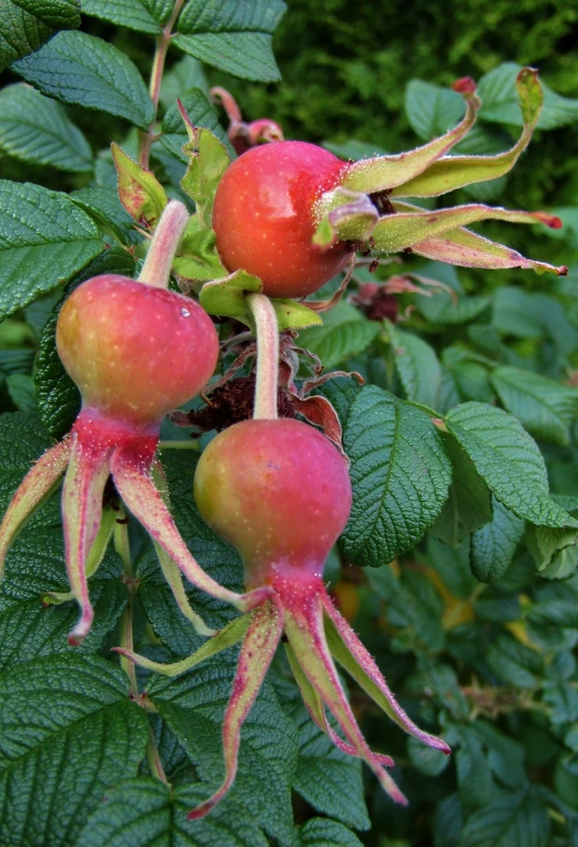 a close up of a bunch of fruit on a tree, inspired by Jane Nasmyth, pixabay, art nouveau, rose-brambles, large noses, 3 heads, photo taken in 2018