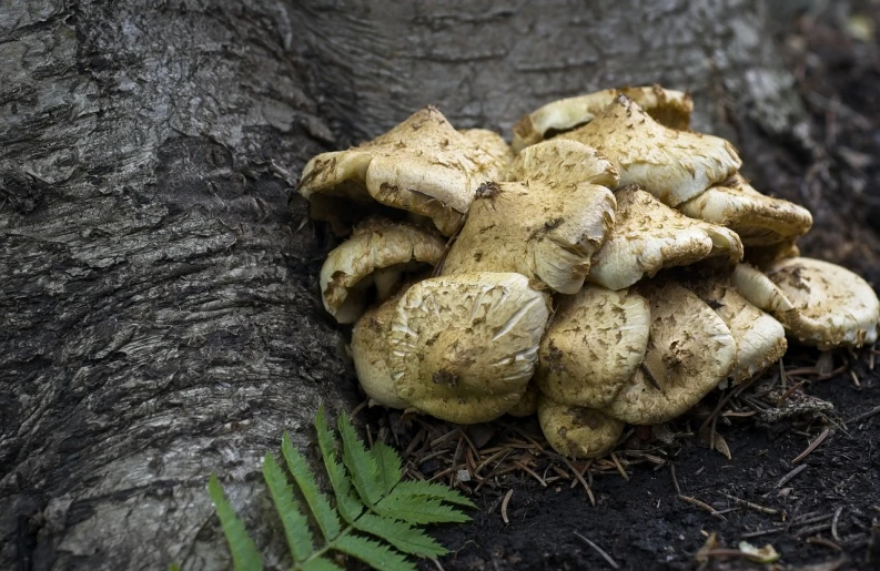 a group of mushrooms sitting on the ground next to a tree, a portrait, by François Girardon, flickr, hurufiyya, lump of native gold, new zealand, portrait image