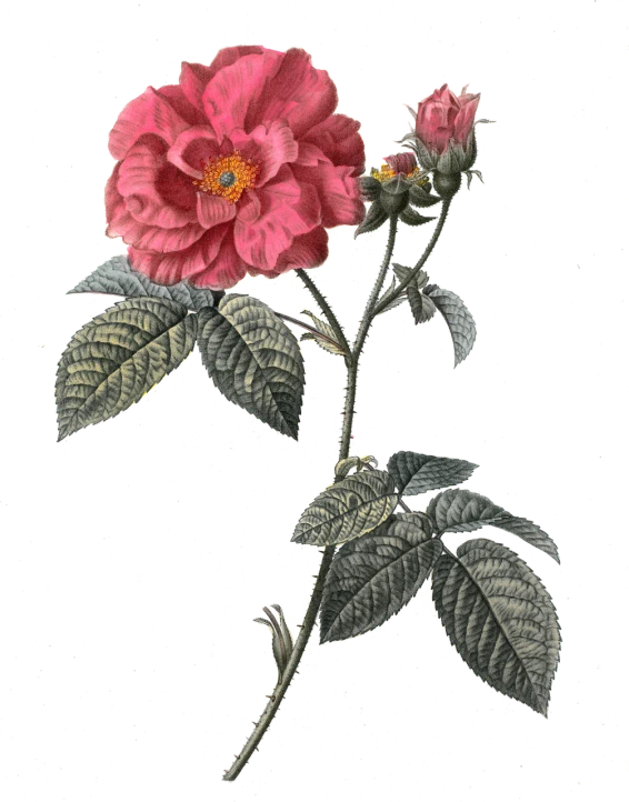 a pink flower with green leaves on a black background, a digital rendering, inspired by Martin Johnson Heade, tumblr, feeds on the entire cosmos, red rose, neural pointillism, dore