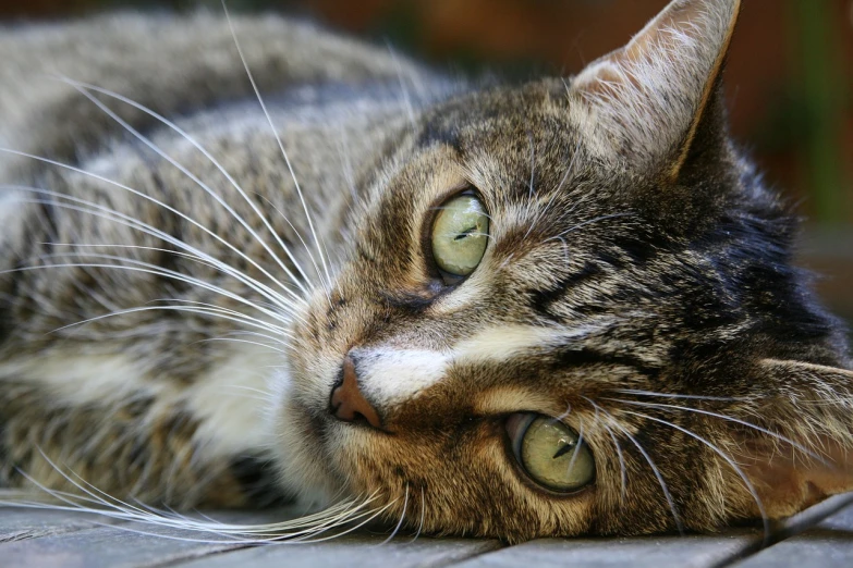 a close up of a cat laying on a tiled floor, by Brian Thomas, pixabay, beautiful green eyes, close up of face, concentration, microscopic cat