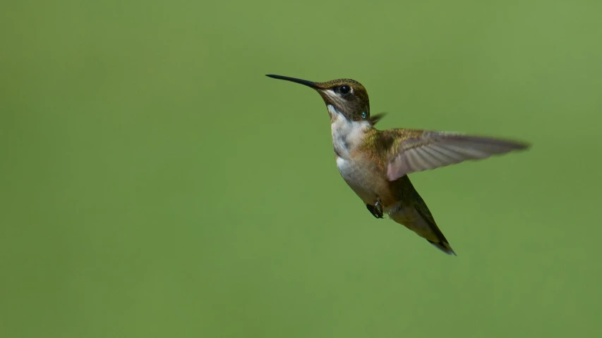 a bird that is flying in the air, by Robert Jacobsen, flickr, hummingbird, side view close up of a gaunt, female floating, overhead