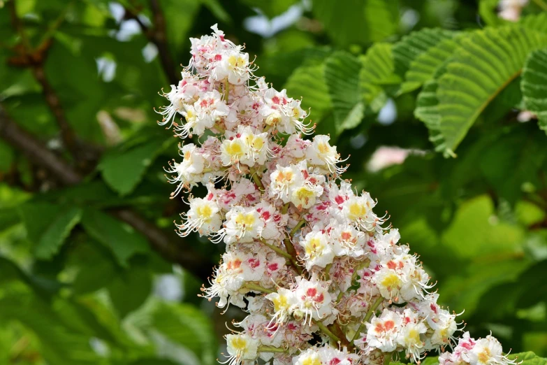 a close up of a flower on a tree, inspired by Hirosada II, shutterstock, hurufiyya, chestnut hair, white red, closeup photo, full image