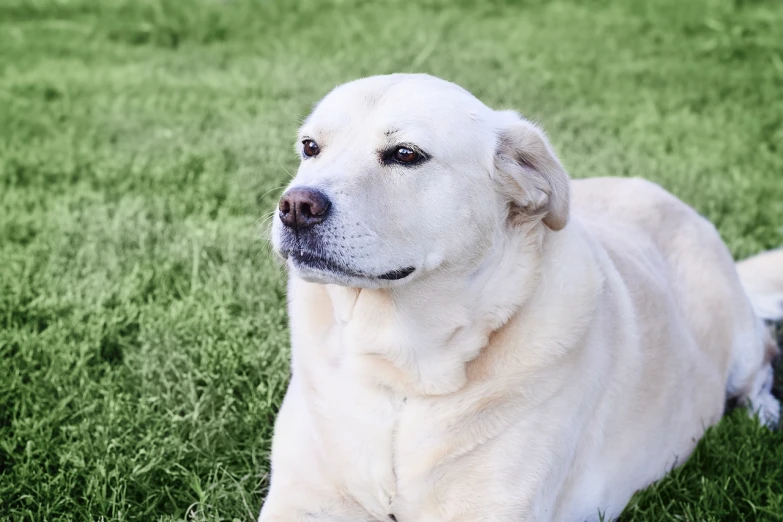 a large white dog laying on top of a lush green field, a pastel, clean white lab background, portrait image, boissb - blanca. j, taken in the early 2020s