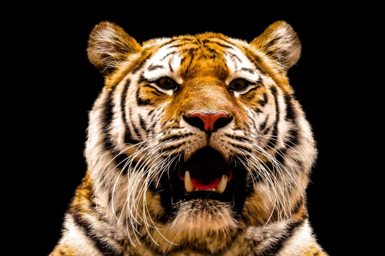 a close up of a tiger with its mouth open, a portrait, by Richard Carline, shutterstock, amoled wallpaper, mobile wallpaper, with a white muzzle, wallpaper - 1 0 2 4