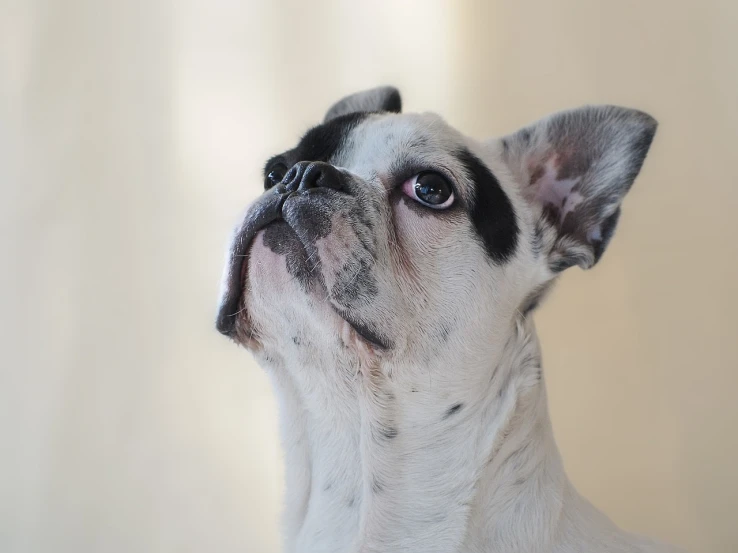 a close up of a dog looking up, by Emma Andijewska, shutterstock, bauhaus, french bulldog, white with black spots, profile posing, [ realistic photo ]!!