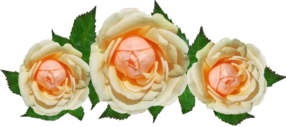 three yellow roses with green leaves on a black background, a digital rendering, by Jan Rustem, pixabay, in shades of peach, banner, three views, ¯_(ツ)_/¯