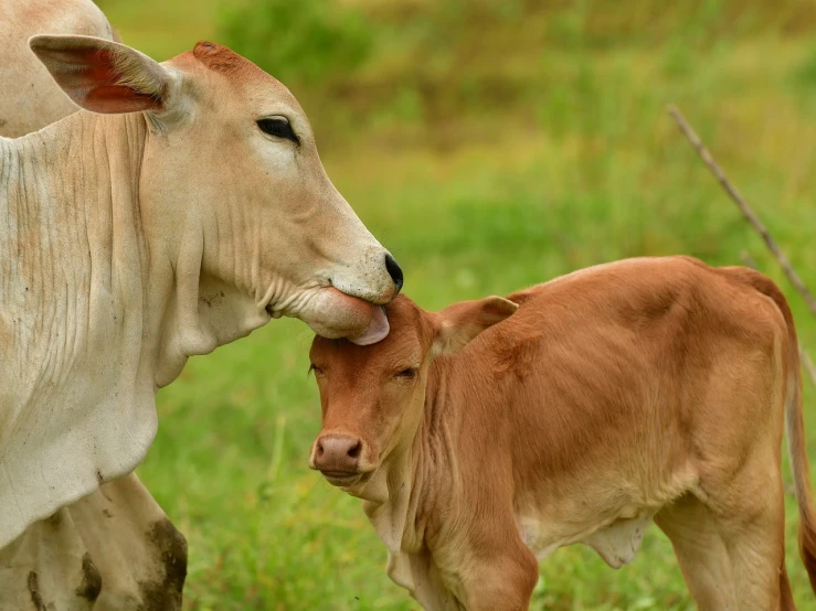 a baby cow standing next to an adult cow, shutterstock, kiss mouth to mouth, maternal photography 4 k, bangalore, family photo