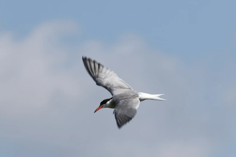 a bird that is flying in the sky, a portrait, by Paul Bird, flickr, white neck visible, sharp irregular spiraling wings, charlize, very sharp photo