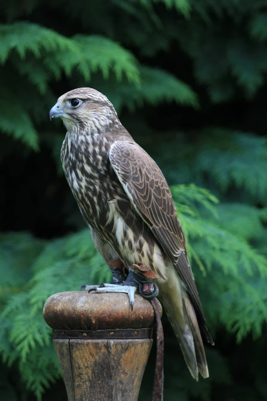 a close up of a bird of prey on a post, by Robert Brackman, flickr, immature, on a pedestal, portrait of merlin, july