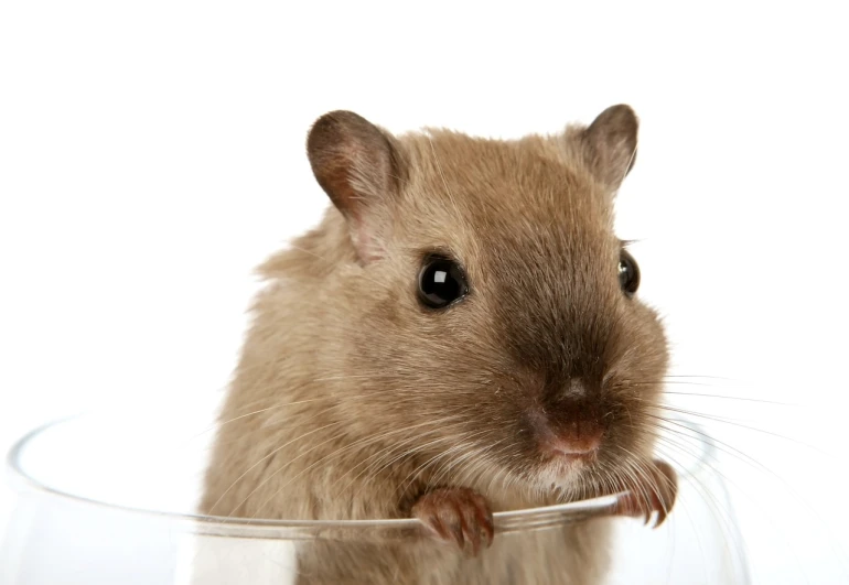 a close up of a mouse in a glass, shutterstock, mingei, a blond, tatterdemalion, on clear background, 5 7 9