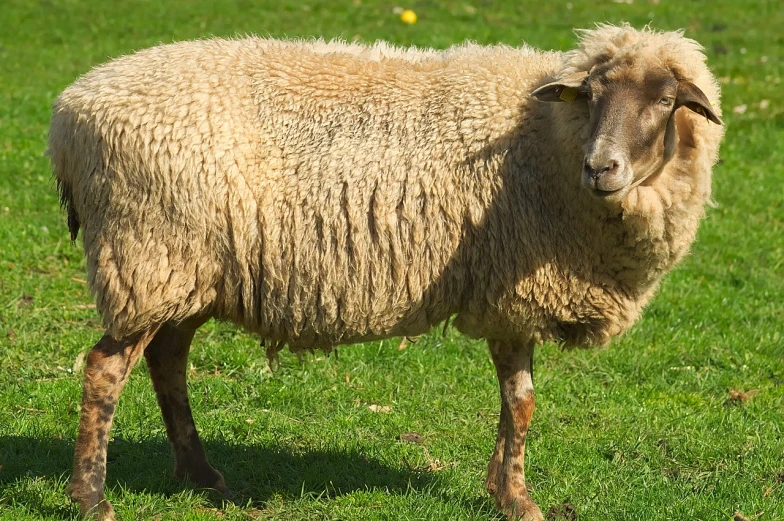 a sheep standing on top of a lush green field, a picture, by Jan Tengnagel, shutterstock, matted brown fur, very slightly smiling, full - length photo, human-animal hybrid