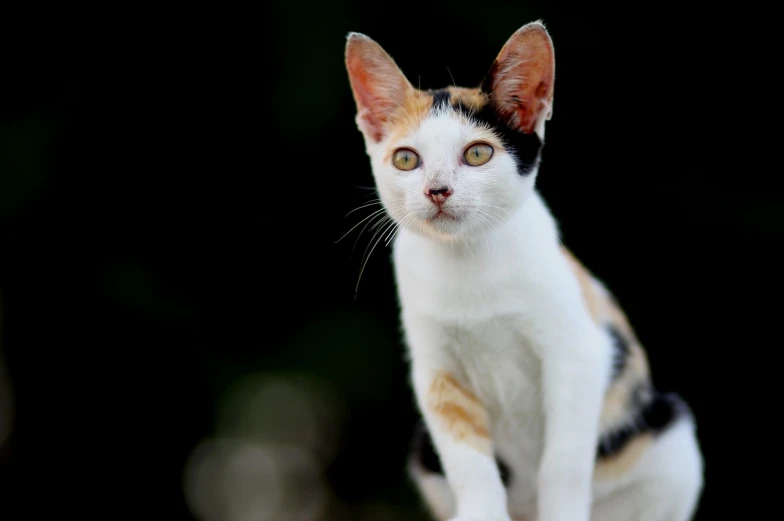 a close up of a cat looking at the camera, a portrait, by Basuki Abdullah, shutterstock, calico, full body close-up shot, high contrast!, short neck