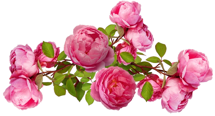 a bouquet of pink roses on a black background, a digital rendering, inspired by Barbara Nasmyth, pixabay, rose crown, 😃😀😄☺🙃😉😗, peony flower, 17th-century