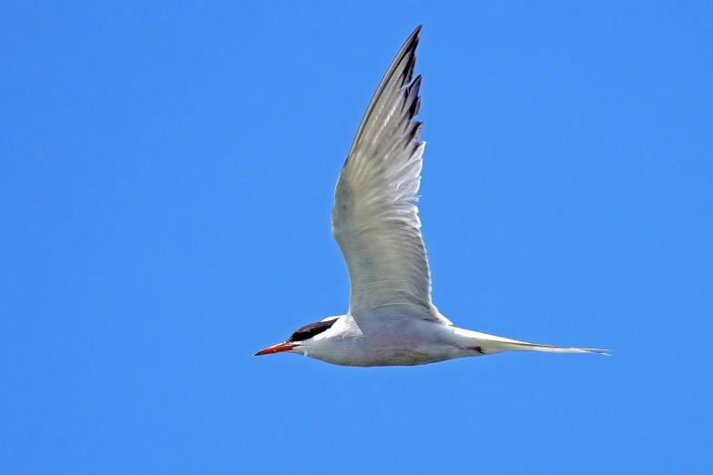 a white bird flying through a blue sky, a portrait, by Dave Melvin, long neck, on the coast, wikimedia, half length shot