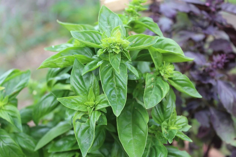 a close up of a plant with green leaves, renaissance, fresh basil, vanilla, 💣 💥💣 💥, full res