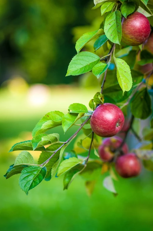 a bunch of red apples hanging from a tree, by Jan Rustem, shutterstock, vibrant foliage, vibrant red and green colours, 5 feet away, professionally designed