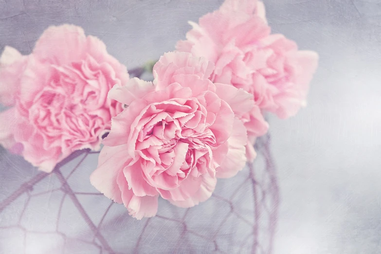 three pink carnations in a glass vase, by Johanna Marie Fosie, flickr, dreamy floral background, beautiful flower, desaturated, stringy