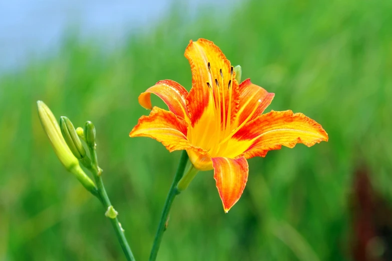 a close up of a flower in a field, by David Garner, hurufiyya, lily, yellow-orange, istockphoto, tian zi