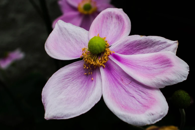 a close up of a flower with a black background, by Richard Carline, anemones, detailed medium format photo, clematis design, sakura flower