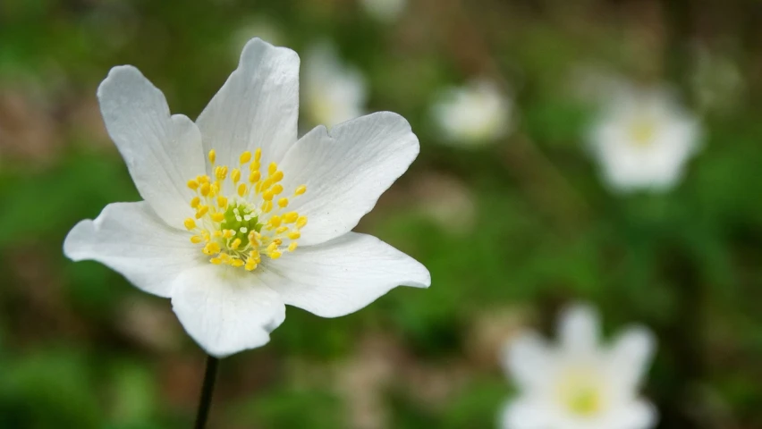 a close up of a white flower in a field, inspired by Edwin Dickinson, anemones, wikimedia commons, in a forest glade, gold flaked flowers