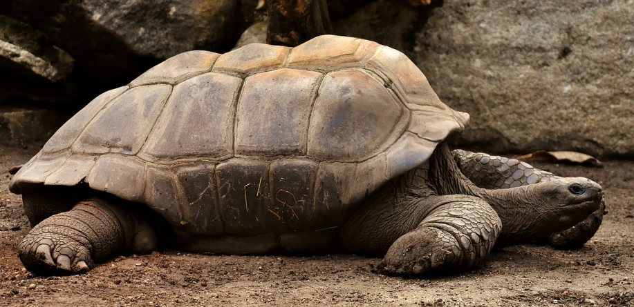 a turtle that is laying down on the ground, by Matija Jama, sfw version, elephant, slightly tanned, lots of wrinkles