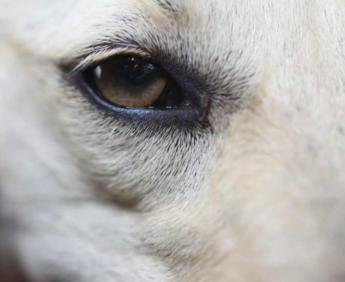 a close up of a white dog's eye, a picture, shutterstock, close - up profile face, close up dslr photo, realistic depth, dark doe eyes
